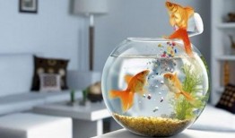 养鱼视频大全爆料,视频大全中的养鱼技巧与经验分享